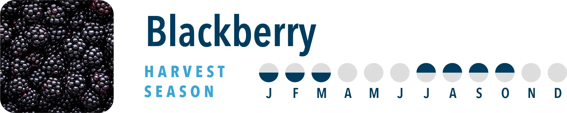 Blackberry Harvest Season Brothers International is a blackberry ingredient supplier, including blackberry NFC juice and blackberry juice concentrate.