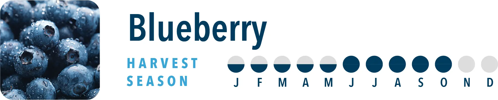 Blueberry Harvest Season Brothers International is a blueberry ingredient supplier, including blueberry NFC juice and blueberry juice concentrate.