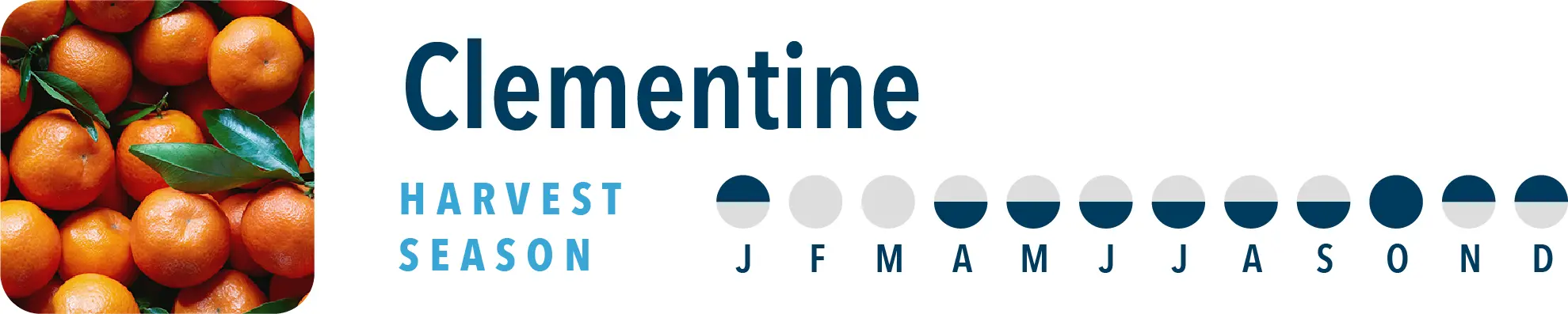 Clementine Harvest Season Brothers International is a clementine ingredient supplier, including clementine NFC juice and clementine juice concentrate.