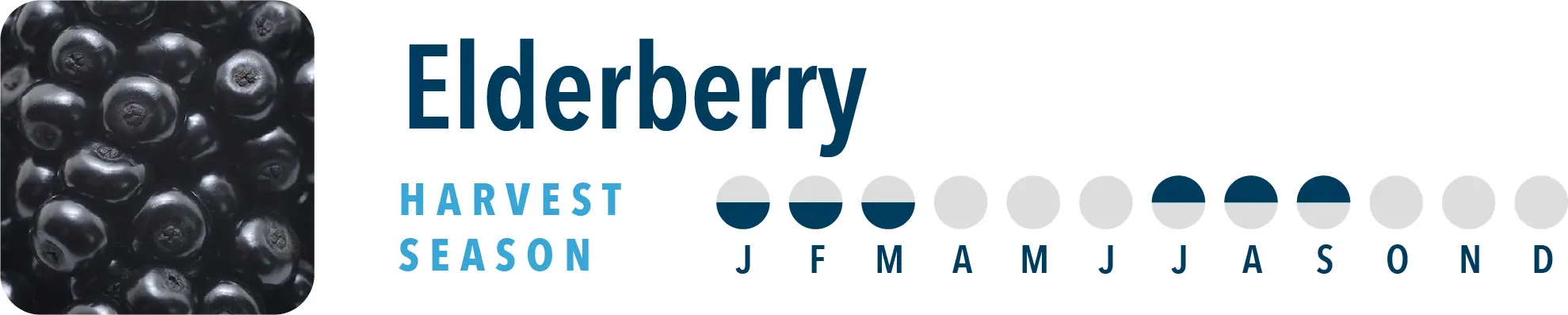 Elderberry Harvest Season Brothers International is a ginger ingredient supplier, including elderberry NFC juice and elderberry juice concentrate.