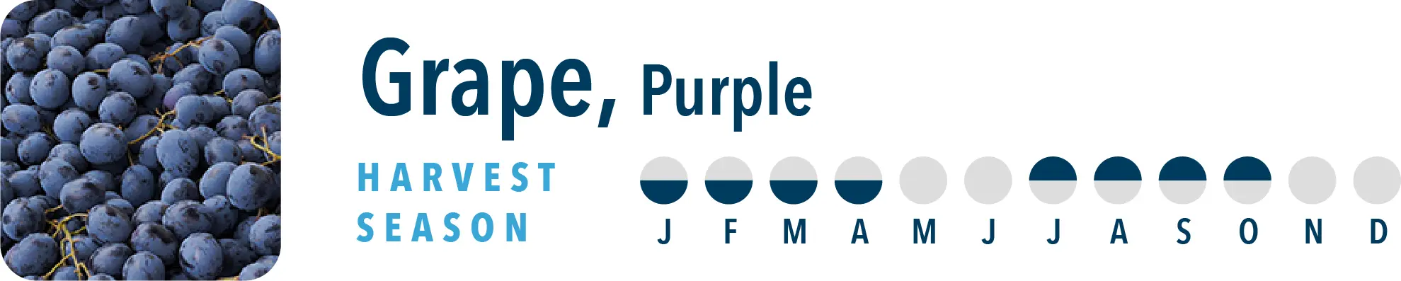 Grape, Purple Harvest Season Brothers International can source purple grape products all year long, including grape nfc juice, grape juice concentrate and others.