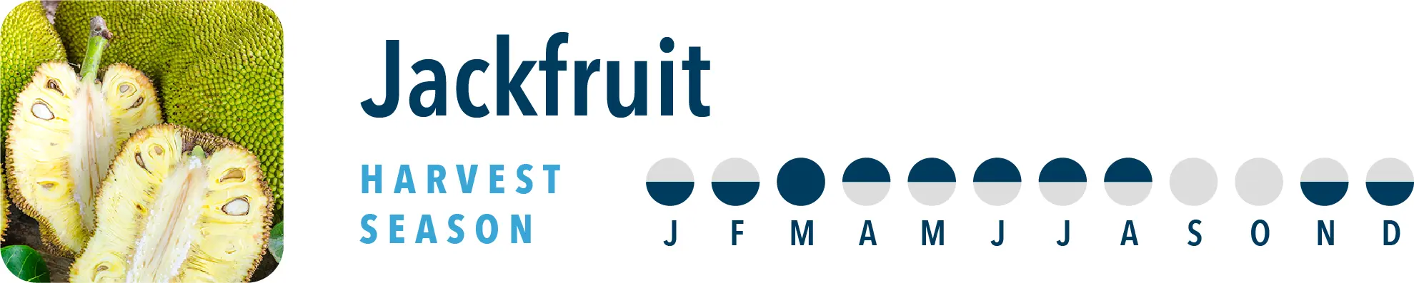 Jackfruit Harvest Season Brothers International is a jackfruit puree supplier.