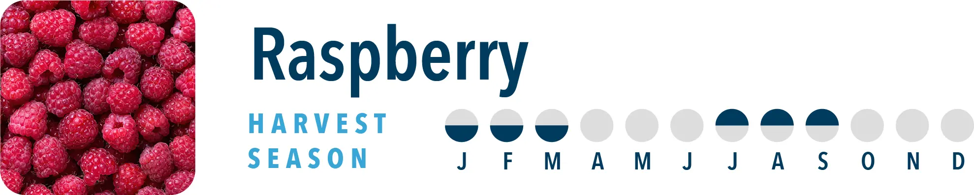 Raspberry Harvest Season Brothers International can source raspberry products all year long, including raspberry juice, raspberry juice concentrate, raspberry essences, raspberry IQF and raspberry puree.
