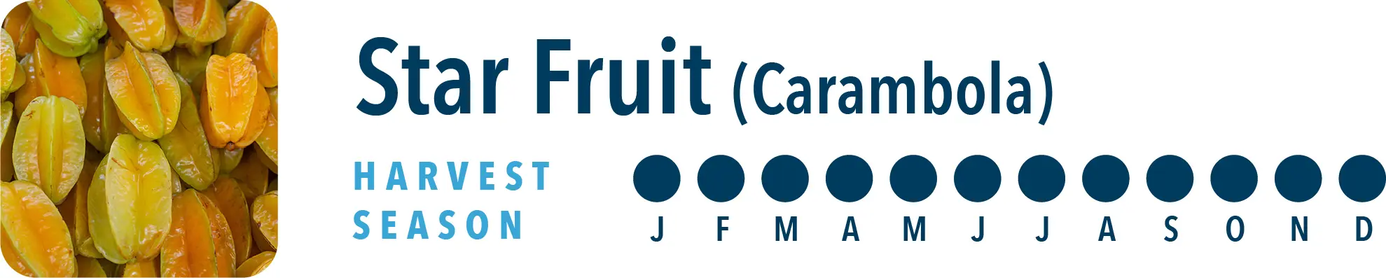 Star Fruit Harvest Season Brothers International can source Star Fruit products all year long, including star fruit juice concentrate, star fruit essences, star fruit IQF, star fruit juice and star fruit puree.