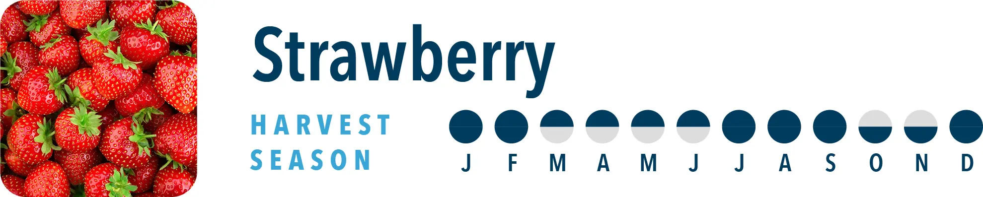 Strawberry Harvest Season Brothers International can source strawberry products all year long, including strawberry juice concentrate, strawberry essences, strawberry IQF, strawberry juice and strawberry puree.
