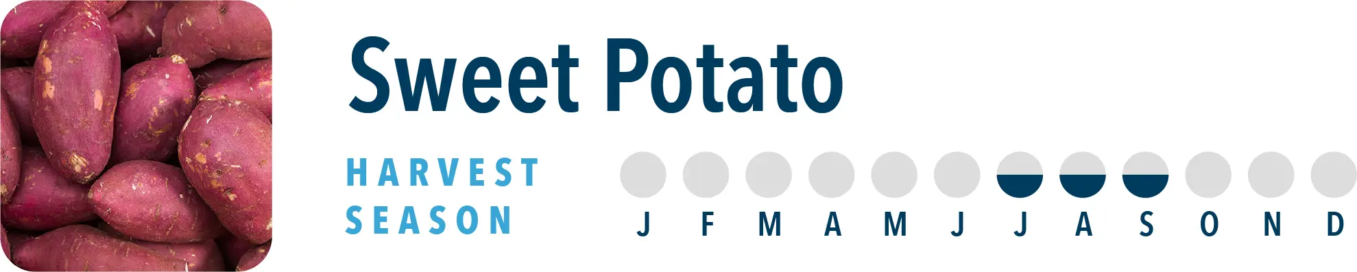 Sweet Potato Harvest Season Brothers International can source Sweet Potato products all year long, including Sweet Potato Puree.